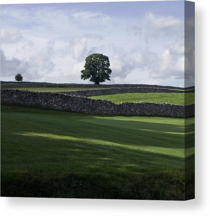 Tree Canvas Print featuring the photograph Shadows by Sally Ross