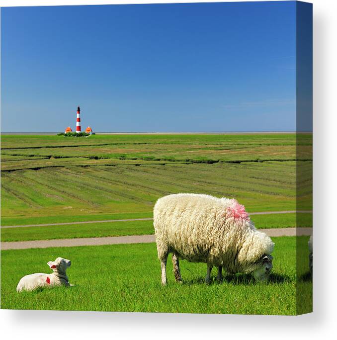 Grass Canvas Print featuring the photograph Sheep And Lamb On Dike Against by Avtg