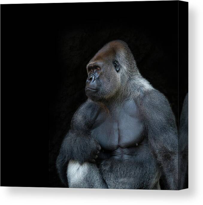 Animal Themes Canvas Print featuring the photograph Silverback Gorilla Portrait In Profile by Haydn Bartlett Photography