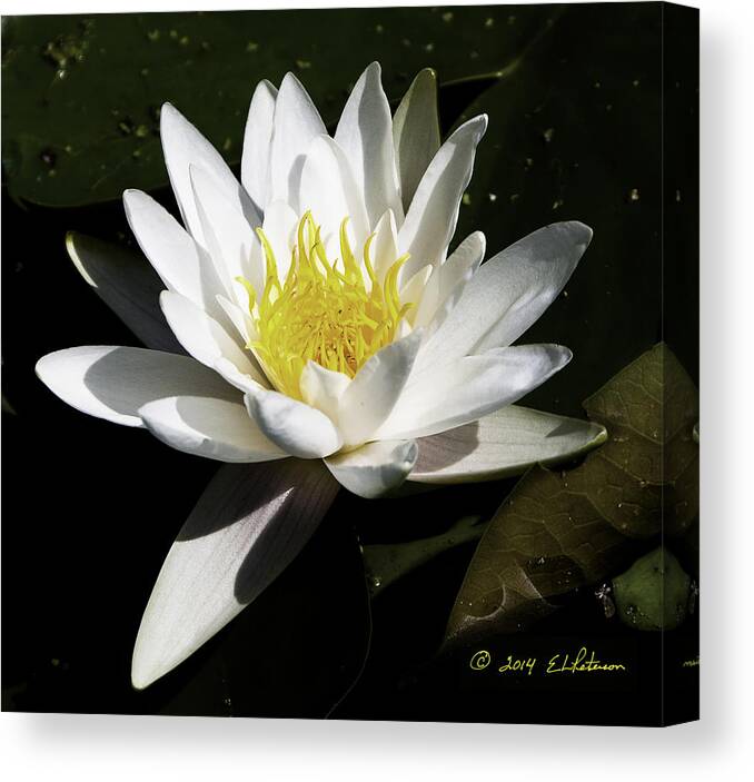 Heron Heaven Canvas Print featuring the photograph Single Water Lily by Ed Peterson
