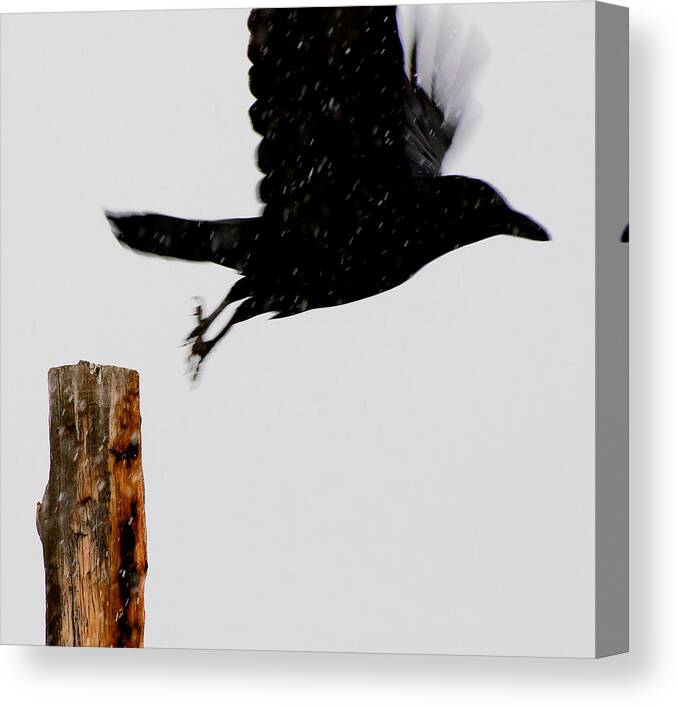 Bird Canvas Print featuring the photograph Snow Raven Blurr by Britt Runyon