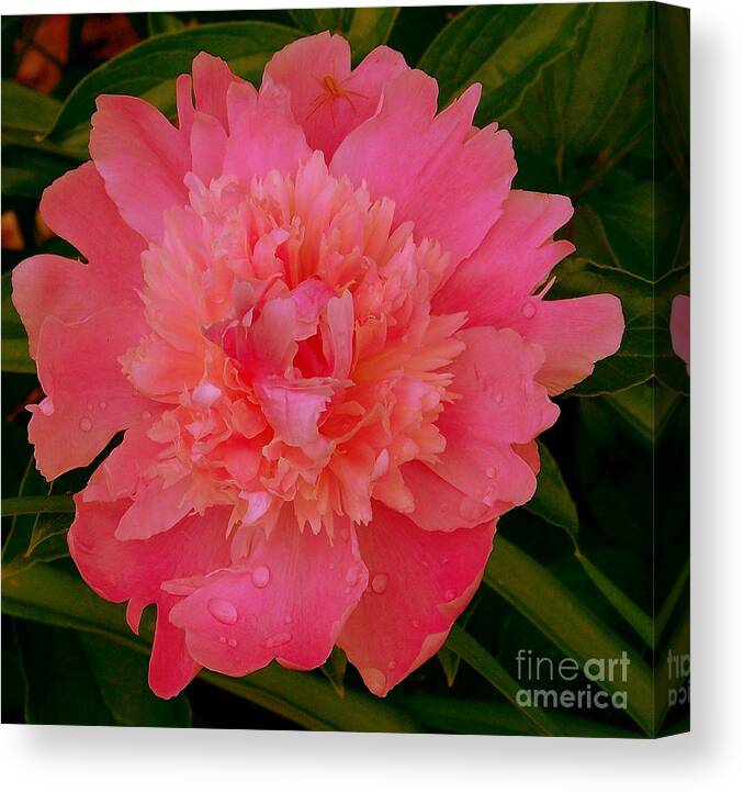 Pink Peony Canvas Print featuring the photograph Standing Guard by Eunice Miller