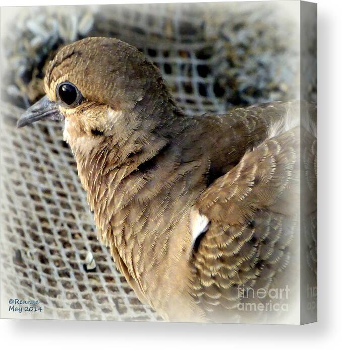 Birds Canvas Print featuring the photograph Sweet Dove ll by Rennae Christman