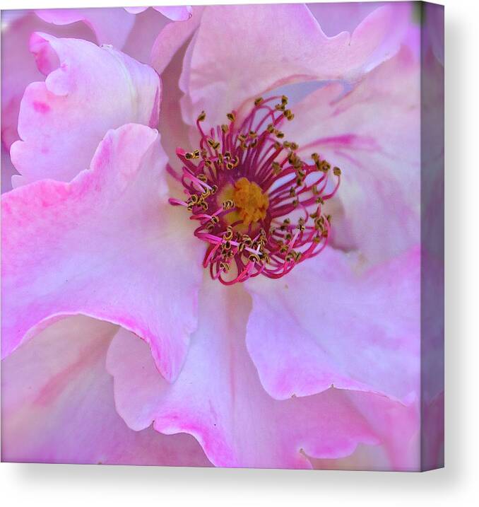 Macro Canvas Print featuring the photograph The Heart of a Rose by Venetia Featherstone-Witty
