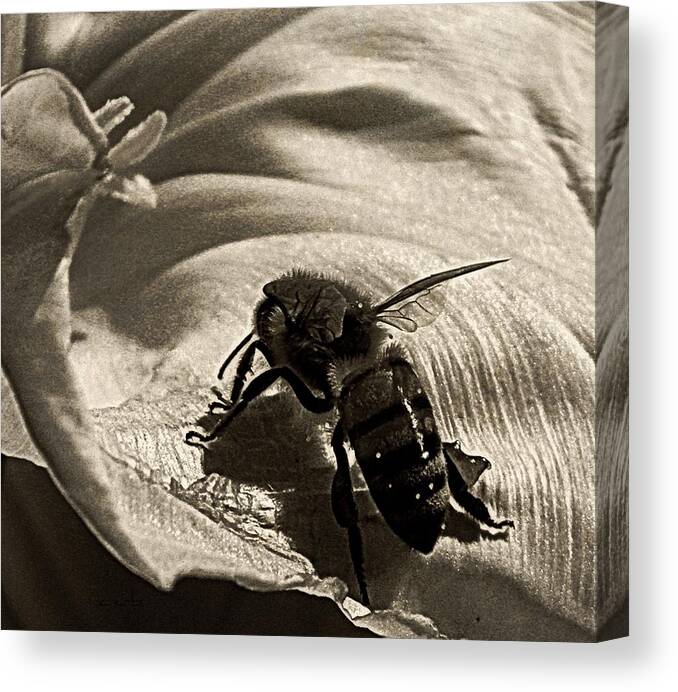 Nature Canvas Print featuring the photograph The Pollinator by Chris Berry