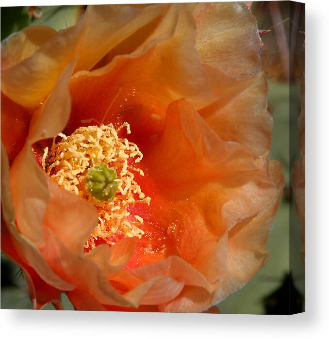 Flower Canvas Print featuring the photograph The Prickly Pear World by Joe Kozlowski