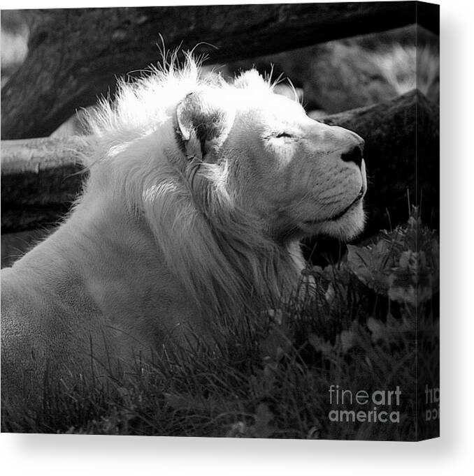 Marcia Lee Jones Canvas Print featuring the photograph The White King by Marcia Lee Jones