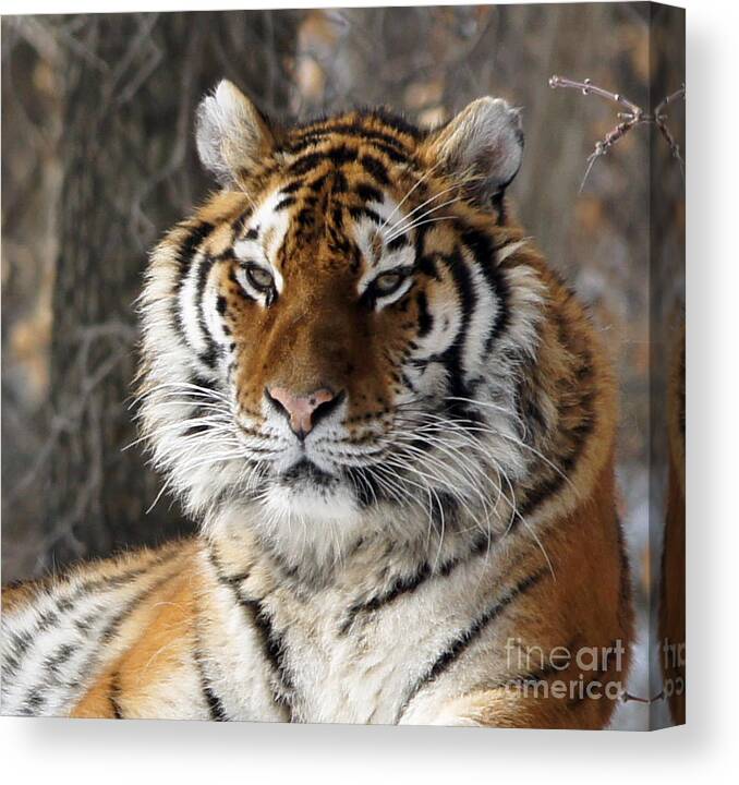 Tinas Captured Moments Canvas Print featuring the photograph Tiger Head by Tina Hailey