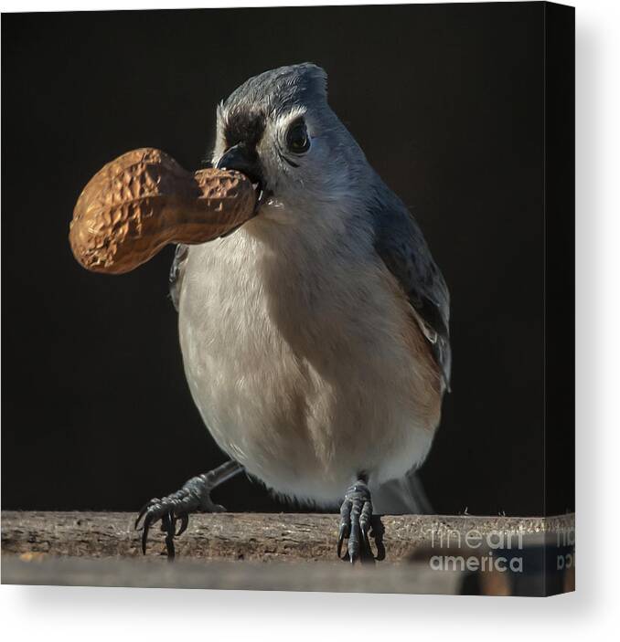 Titmouse Canvas Print featuring the photograph Titmouse and Peanut by Jim Moore
