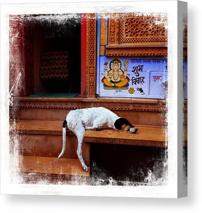 Dog Canvas Print featuring the photograph Travel Sleepy Happy Doggie Jaisalmer Fort India Rajasthan by Sue Jacobi