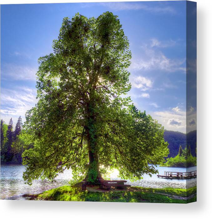Autumn Canvas Print featuring the photograph Tree by Ivan Slosar