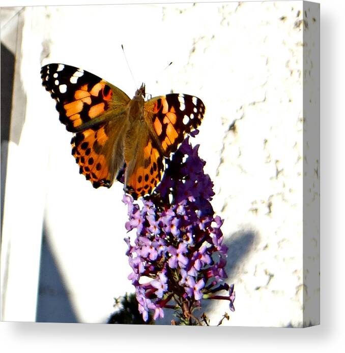 Butterfly Canvas Print featuring the photograph Vanessa by Dark Whimsy