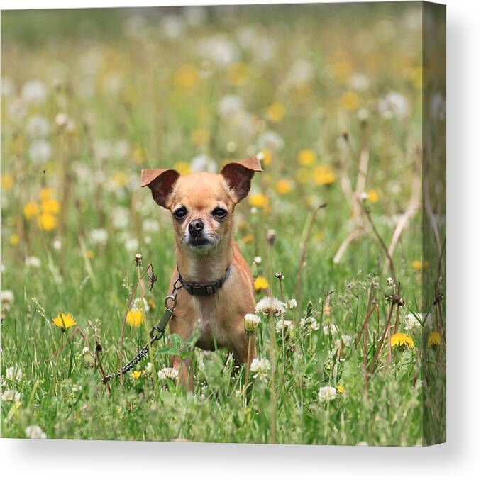 Dog Canvas Print featuring the photograph Wading through the Weeds by J Laughlin