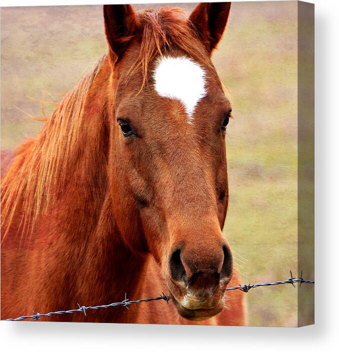 Horse Canvas Print featuring the photograph Wildfire - Equine Portrait by Deena Stoddard