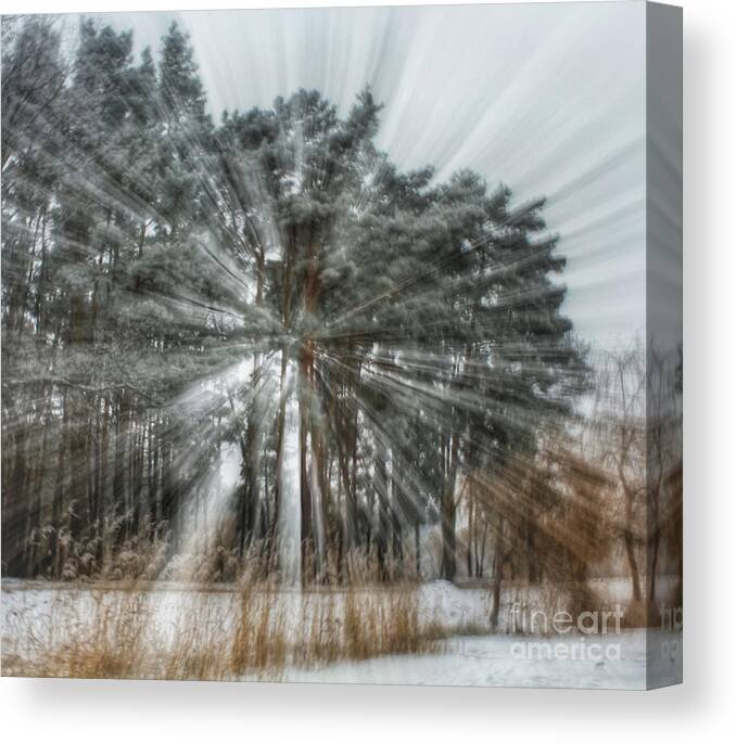 Tree Canvas Print featuring the photograph Winter light in a forest by Iryna Liveoak