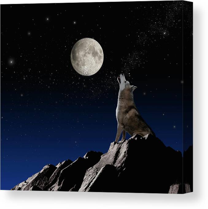 Animal Themes Canvas Print featuring the photograph Wolf Howling At Moon by John Lund