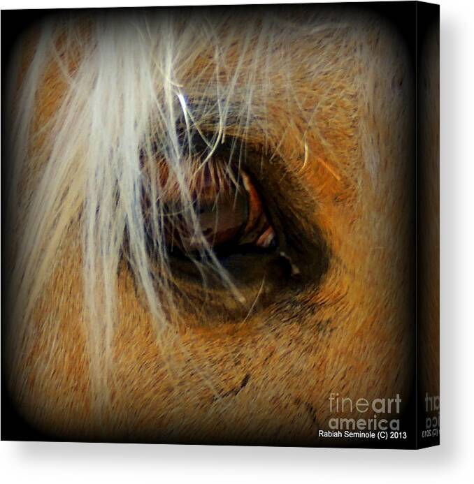 Horses Canvas Print featuring the photograph Woodys View by Rabiah Seminole
