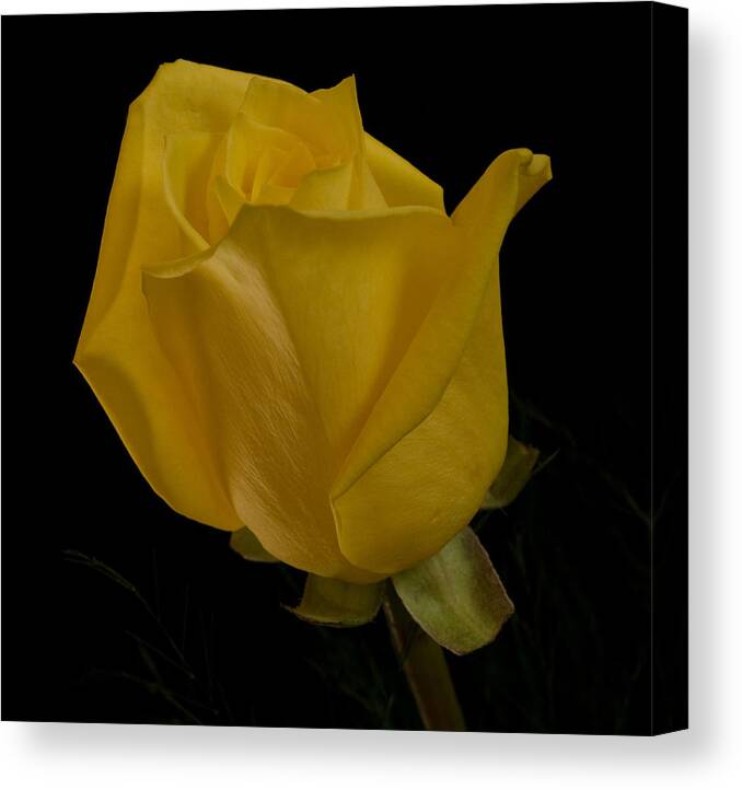 Rose Canvas Print featuring the photograph Yellow Bud by Nancy Edwards