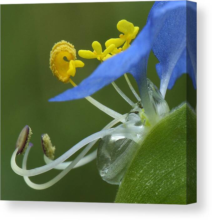 Slender Dayflower Canvas Print featuring the photograph Close View Of Slender Dayflower Flower With Dew by Daniel Reed