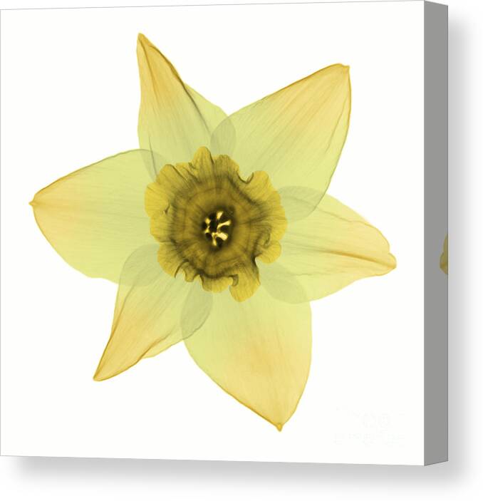 X-ray Canvas Print featuring the photograph X-ray Of Daffodil Flower #1 by Ted Kinsman