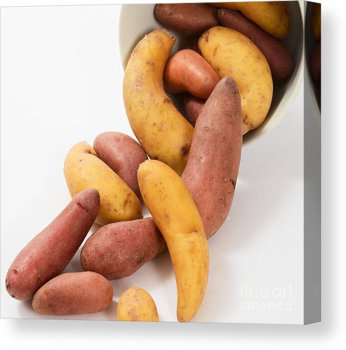 Carb Canvas Print featuring the photograph Potato #4 by Photo Researchers, Inc.