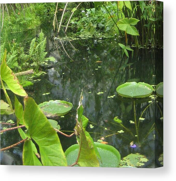 Lily Pad Canvas Print featuring the photograph Among The Lily Pads by Melissa McCrann