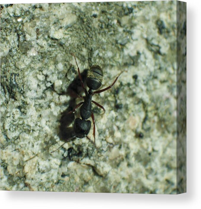 Yosemite Canvas Print featuring the photograph Ant by Martin Valeriano