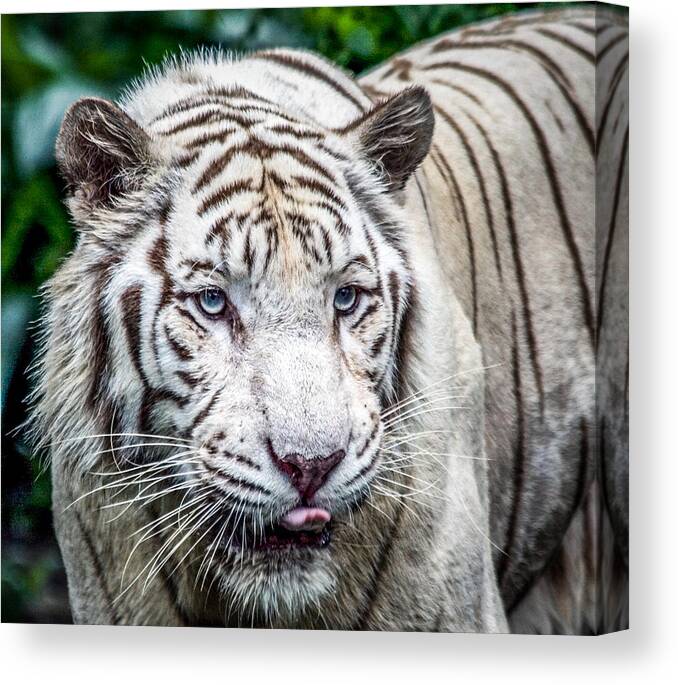 Albino Canvas Print featuring the photograph Anticipation HD by Ray Shiu