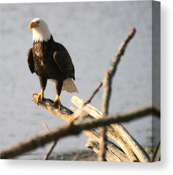 Bald Eagle Canvas Print featuring the photograph Bald Eagle On Driftwood by Kym Backland