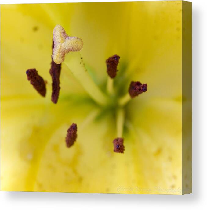Macro Canvas Print featuring the photograph Bees Eye View by Charles Warren