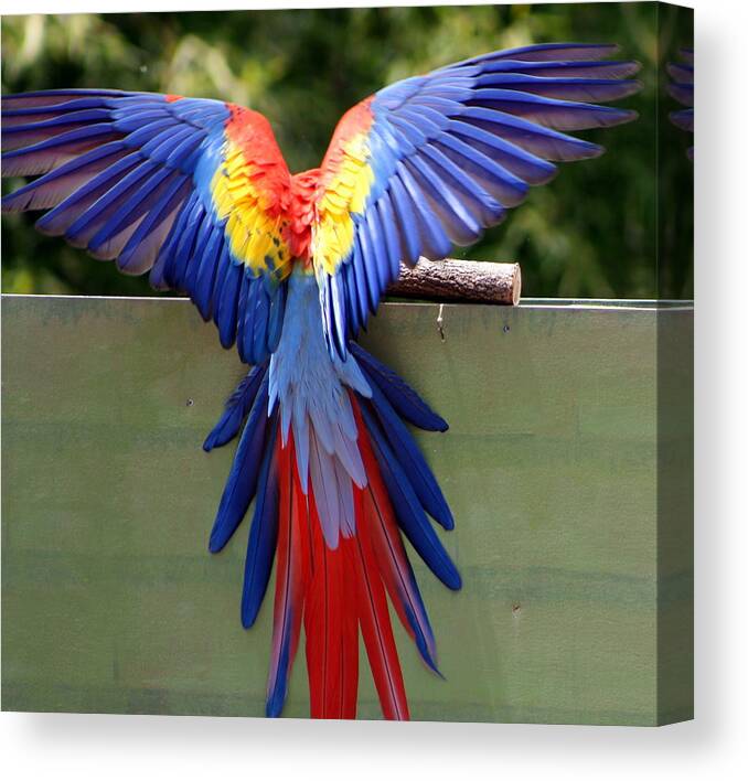 Bird Canvas Print featuring the photograph Bird of color by Randy Wehner