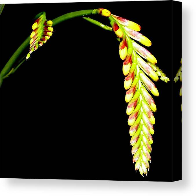 Flower Canvas Print featuring the photograph Bowing At Night by Kim Galluzzo