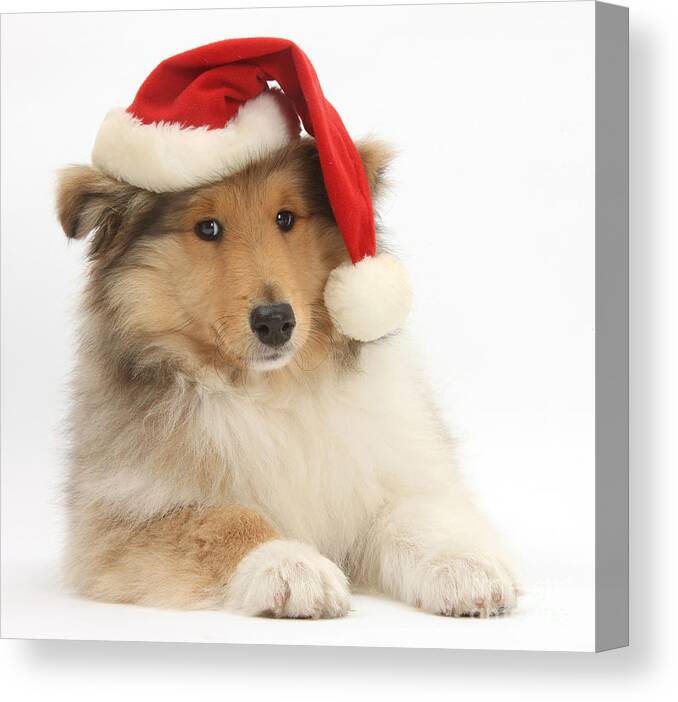 Dog Canvas Print featuring the photograph Christmas Collie Pup by Mark Taylor