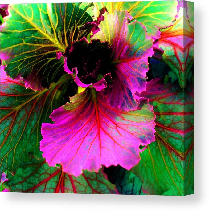 Photography Canvas Print featuring the photograph Colorful Cabbage by Laura Grisham