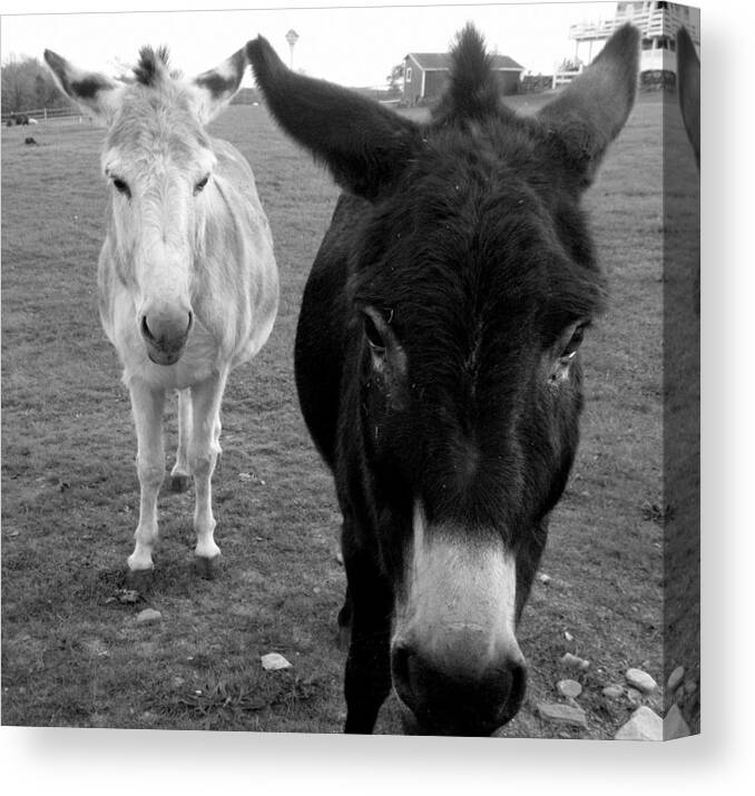 Donkeys Canvas Print featuring the photograph Donks by Kim Galluzzo