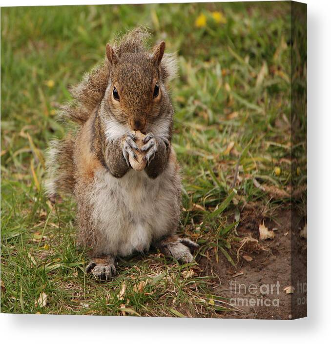 Squirrel Canvas Print featuring the photograph Dont Even Think About It Its Mine by Grace Grogan