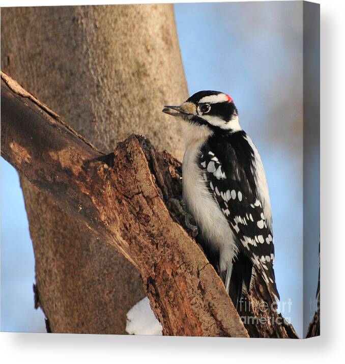 Downey Woodpecker Canvas Print featuring the photograph Downey Woodpecker by Paul Ward