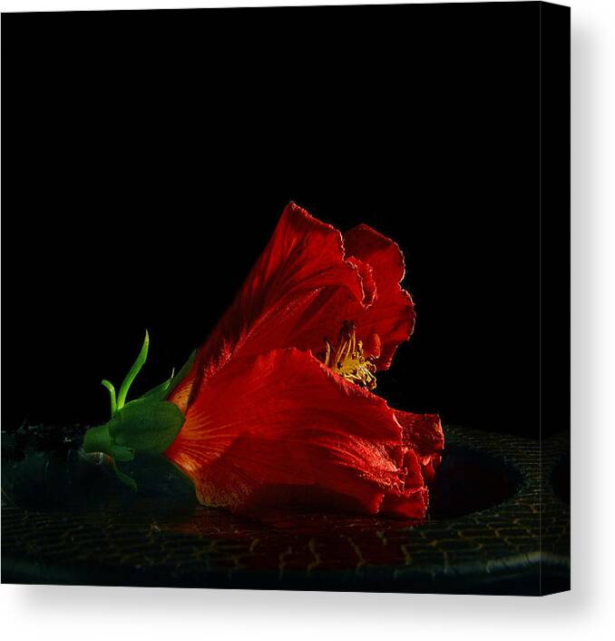 Photographer Canvas Print featuring the photograph Dying Rose by Davor Sintic