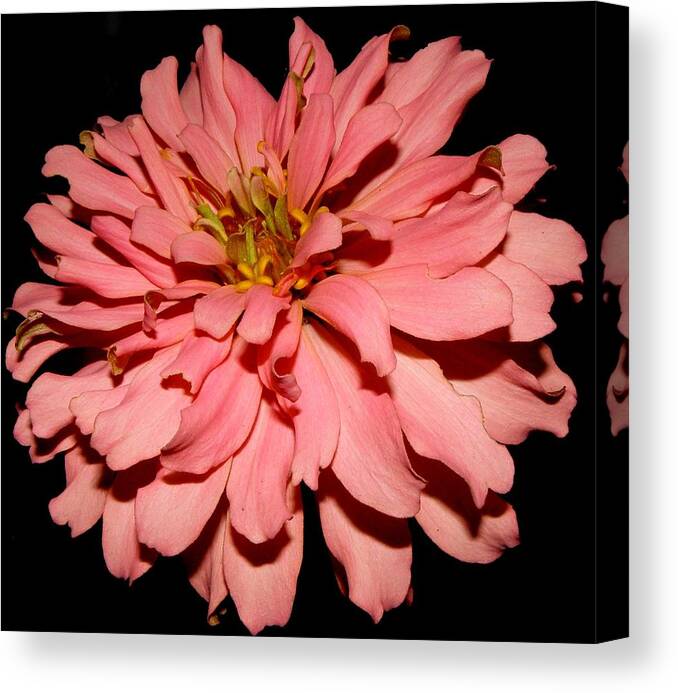 Zinnia Canvas Print featuring the photograph Even At Night She Shows Beauty by Kim Galluzzo