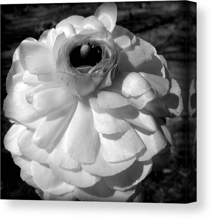 Ranunculus Flower Canvas Print featuring the photograph even in gray I glow by Kim Galluzzo