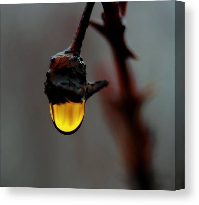 Rain Drop Canvas Print featuring the photograph Golden Drop by Marie Jamieson