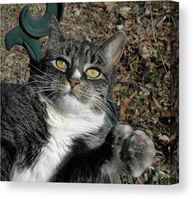 Cat Canvas Print featuring the photograph I have my eyes on it by Kim Galluzzo