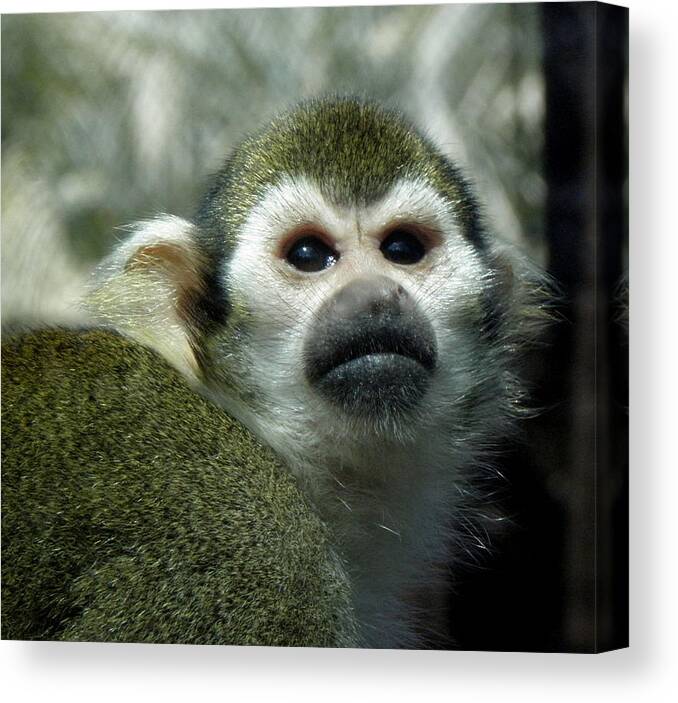 Monkey Canvas Print featuring the photograph In Thought by Kim Galluzzo