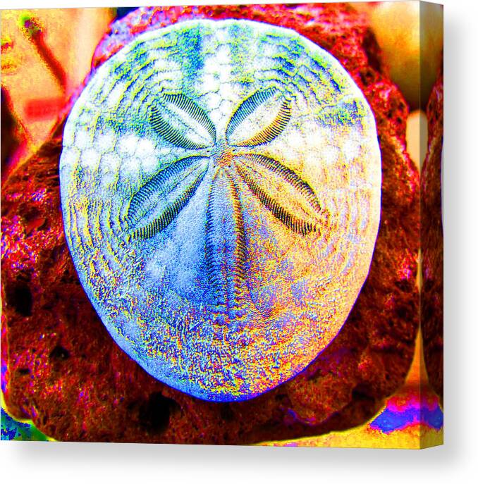 Sand Dollar Canvas Print featuring the photograph Jeweled Sand Dollar by Marie Jamieson