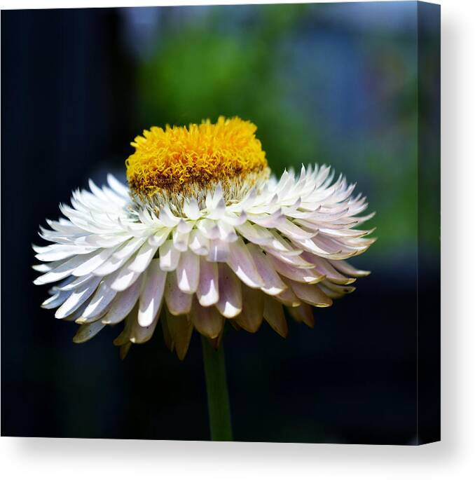 Flower Canvas Print featuring the photograph Late Arrival by Melanie Moraga