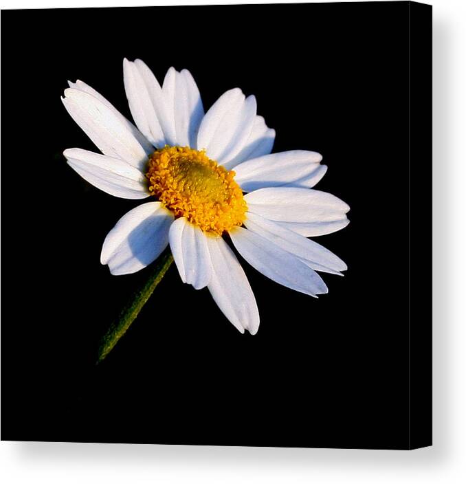Flowers Canvas Print featuring the photograph Little Daisy by Karen Harrison Brown
