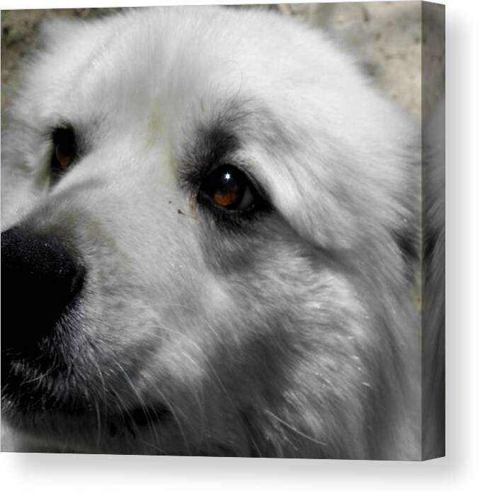Great Pyrenees Canvas Print featuring the photograph Loving eyes and Face by Kim Galluzzo Wozniak