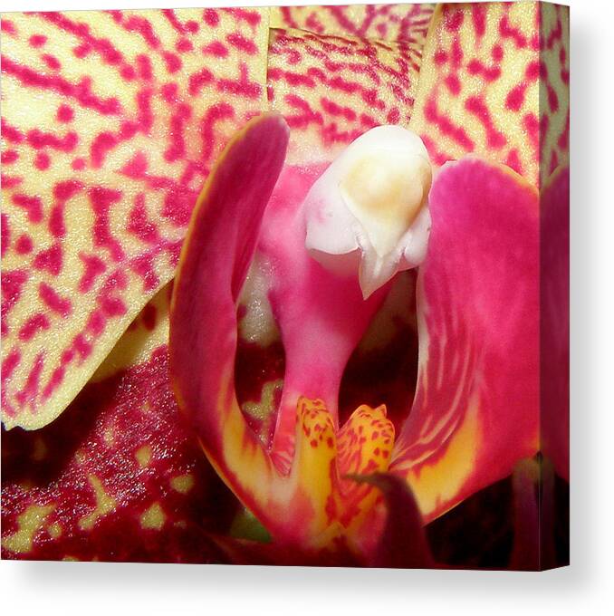 Orchid Canvas Print featuring the photograph Magical Beauty by Kim Galluzzo Wozniak