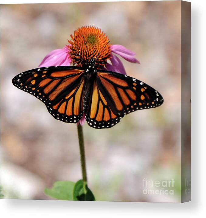 Monarch Canvas Print featuring the photograph Monarch by Ronald Grogan