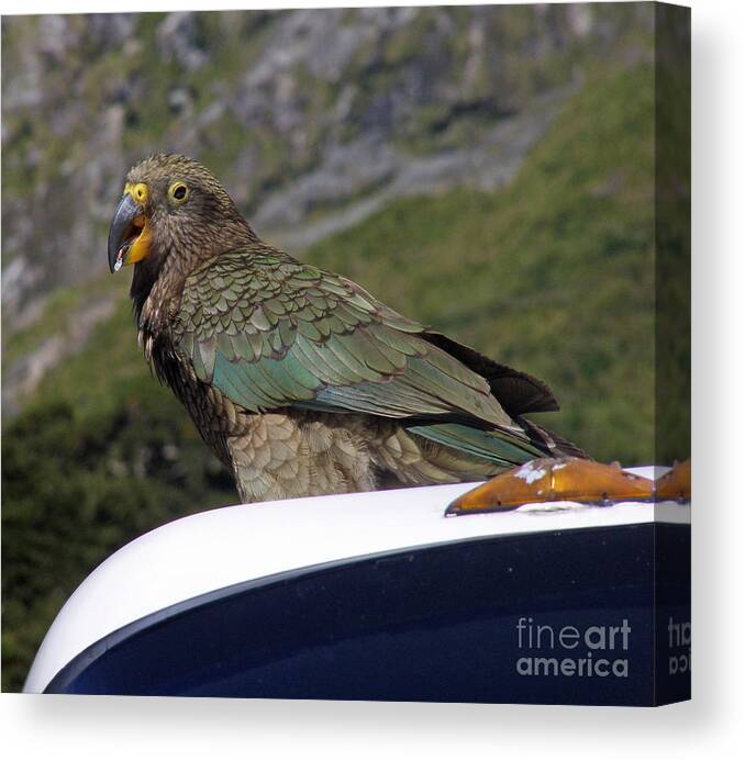 Parrot Canvas Print featuring the photograph Mountain Parrot by Louise Peardon